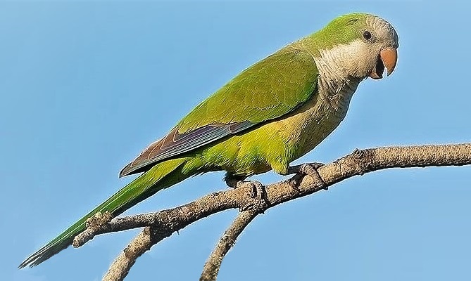 Cotorras argentinas invaden Veracruz: desplazan a aves nativas y alteran ecosistemas urbanos