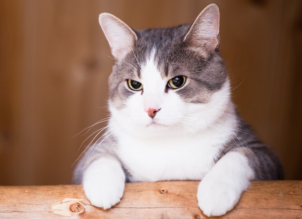 ¿Cuántos “años humanos” tiene tu gato? Lo que dicen los expertos y cómo calcularlo bien