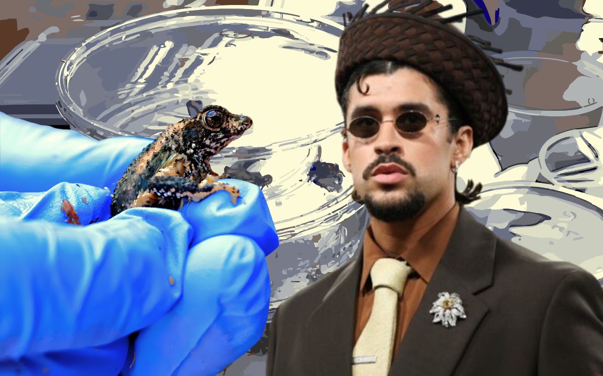 El sapo concho de Bad Bunny: de símbolo de conservación a ícono de protesta anti-ICE