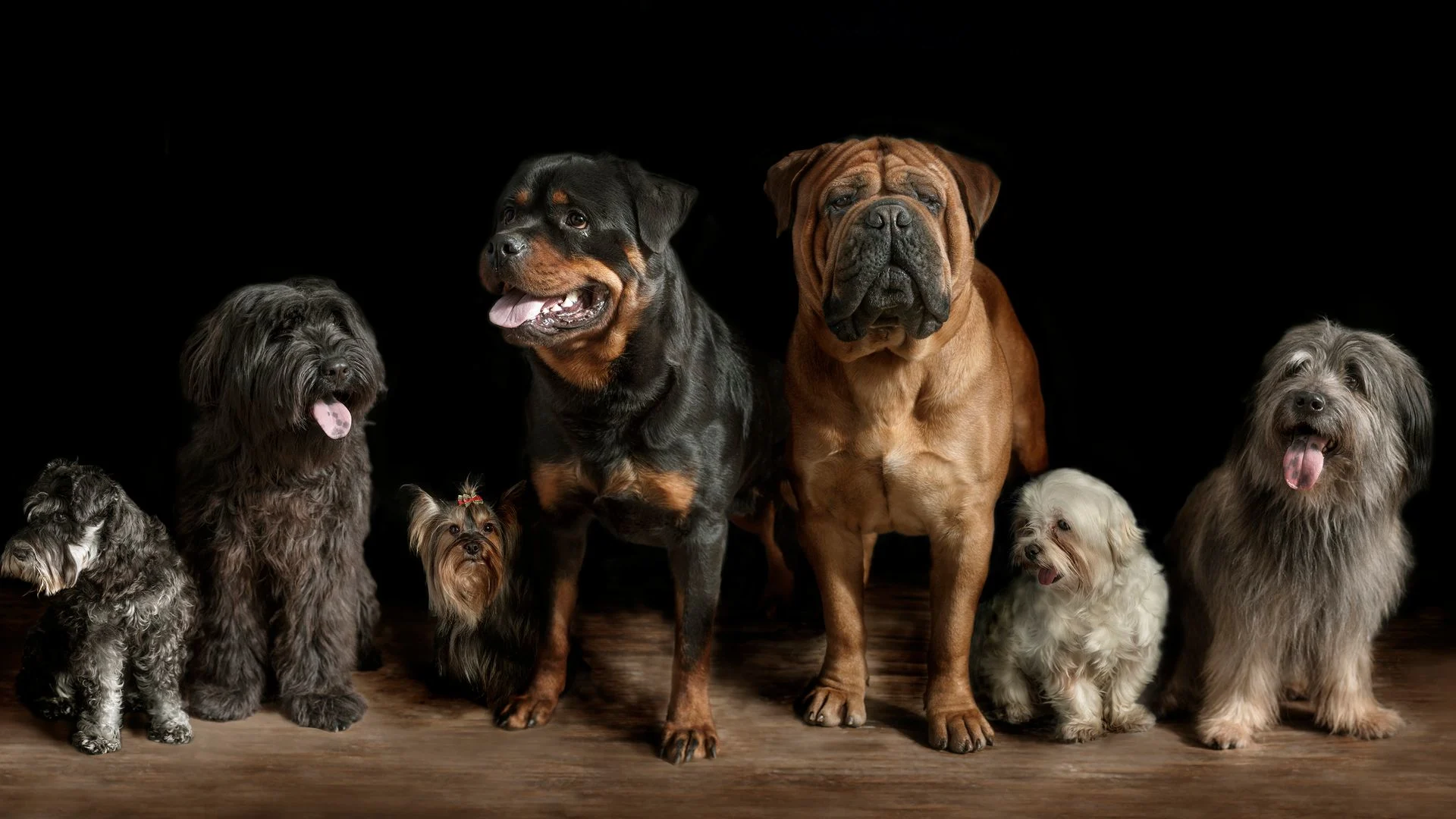 Las razas de perro que no son para cualquiera: el aviso de un adiestrador con experiencia