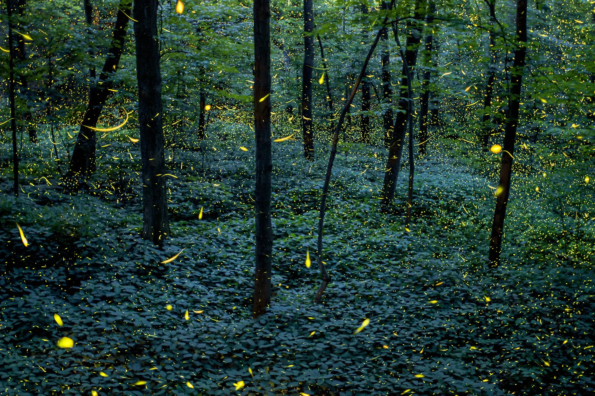 El espectáculo natural más mágico de México regresa a Tlaxcala con miles de luces en el bosque